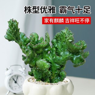 玉麒麟盆栽带根带盆彩麒麟多肉植物办公室内客厅桌面招财摆件盆景