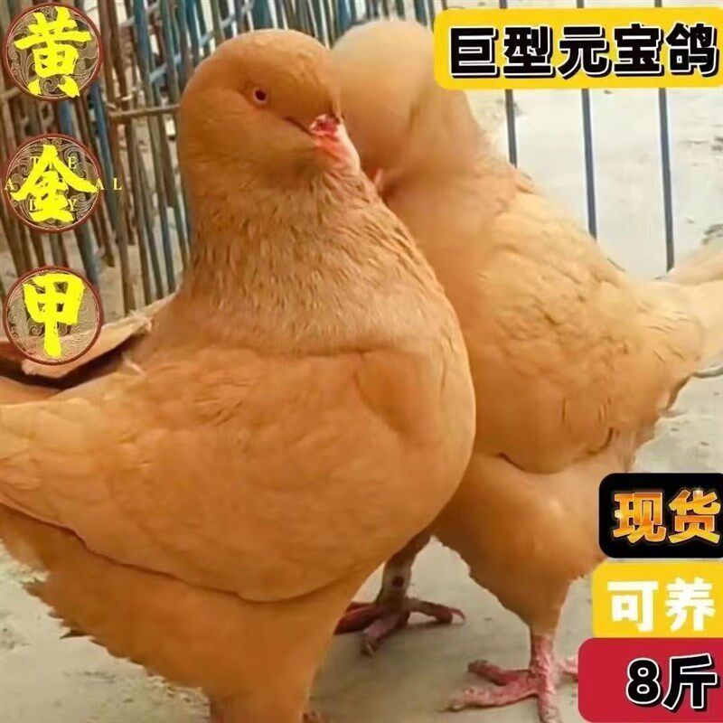 包邮巨型元宝鸽子活公母一对大体纯种种鸽青年观赏肉鸽宠物包下蛋