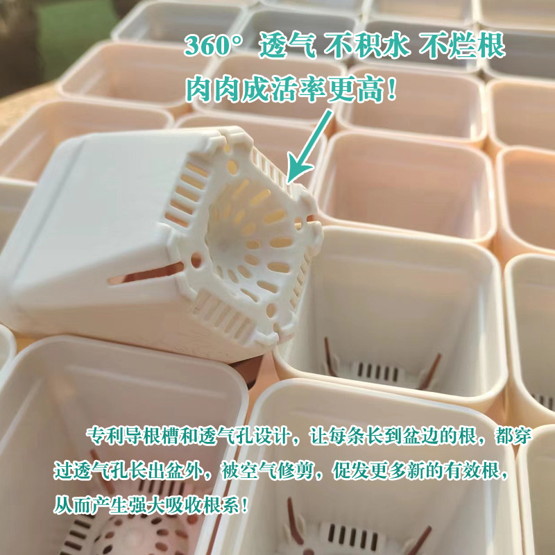 50个7x7cm加厚小白方多肉花盆特厚塑料方形植物叶插育苗盆黑方盆