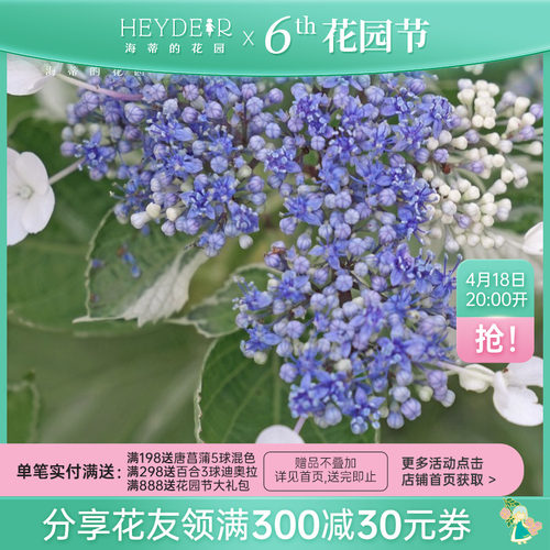 海蒂的花园 银边绣球多年生耐阴观叶观花阳台庭院植物花卉盆栽苗