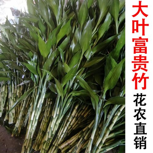 带根富贵竹植物 水养 招财竹 大叶 室内 客厅 四季水培绿植盆栽