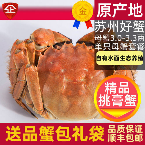 活蟹1只阳澄鲜活大闸蟹螃蟹母蟹3.0-3.3两（8只起拍 顺丰）