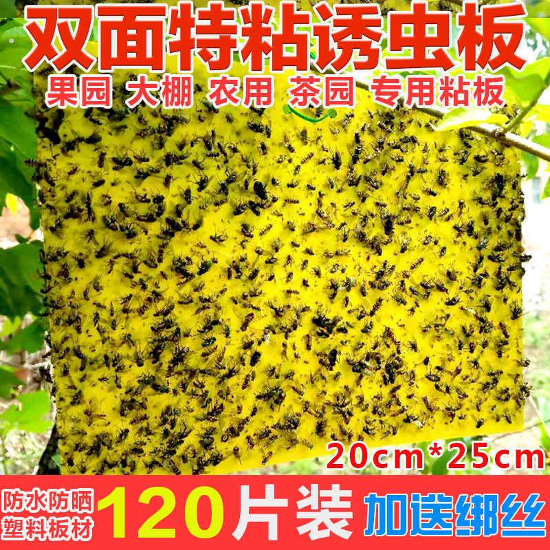 小黑飞黄色粘虫板黄板双面诱虫板果蝇贴蓝板大棚防虫沾虫板粘蝇板