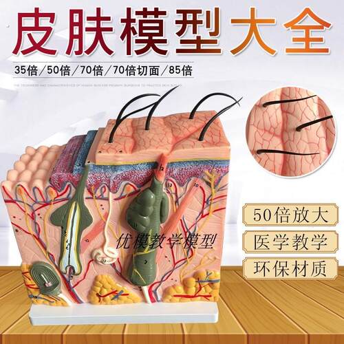 立体皮肤组织结构层次放大解剖模型医教学头皮毛发生理结构图模块
