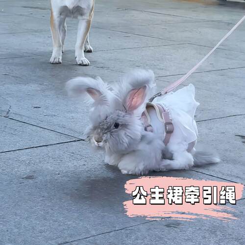 兔子牵引绳胸背式背心牵引绳遛狗猫牵引绳防挣脱外出专用宠物用品