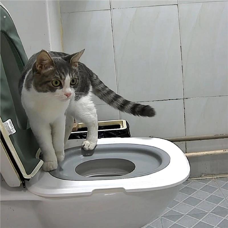 猫厕所训练器猫砂盆猫咪马桶训练器防外溅防带砂防臭猫厕所超大号