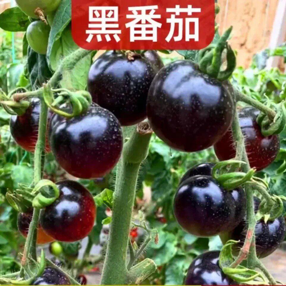 【黑番茄苗菜苗】蓝莓黑番茄苗阳台盆栽小院均可种植WT