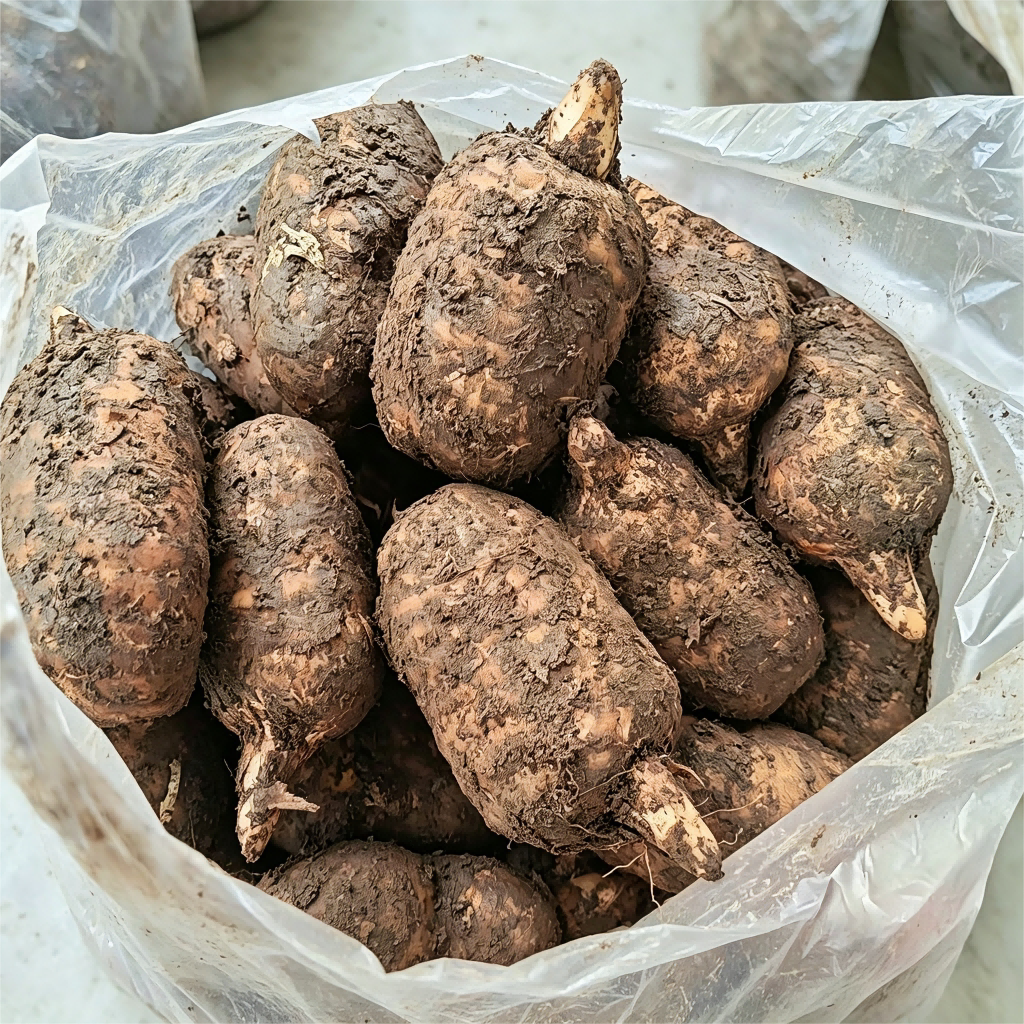 昭通小草坝现挖乌天麻无硫鲜品