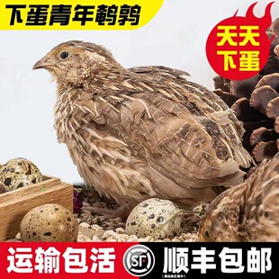 鹌鹑活苗鹌鹑活鸟宠物鸡繁殖下蛋家养宠物阳台可下蛋