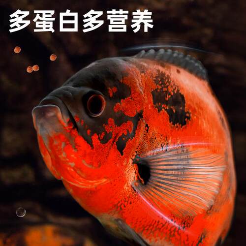 Deera上浮型观赏鱼饲料 增色热带鱼中型鱼专用鱼粮