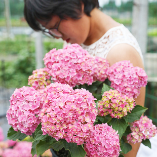 海蒂的花园绣球带花苗太阳神殿花手鞠万华镜庭院阳台花卉植物盆栽