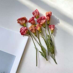 【洋桔梗花头】干花天然真花造景装饰插花diy画框材家居摆设配花