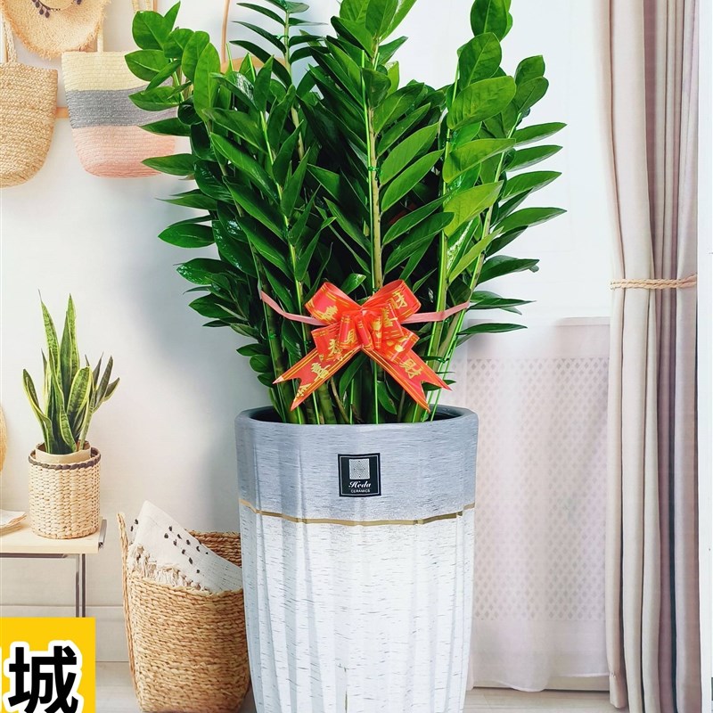 金钱树盆栽发财树大型植物办公室客厅新房公司开业乔迁送礼绿植