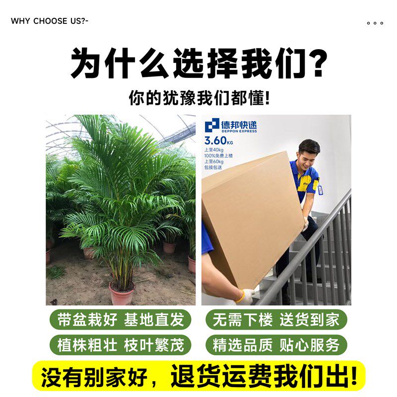 散尾葵植物盆栽客厅办公室内高级感落地式大型绿植盆景真花凤尾竹