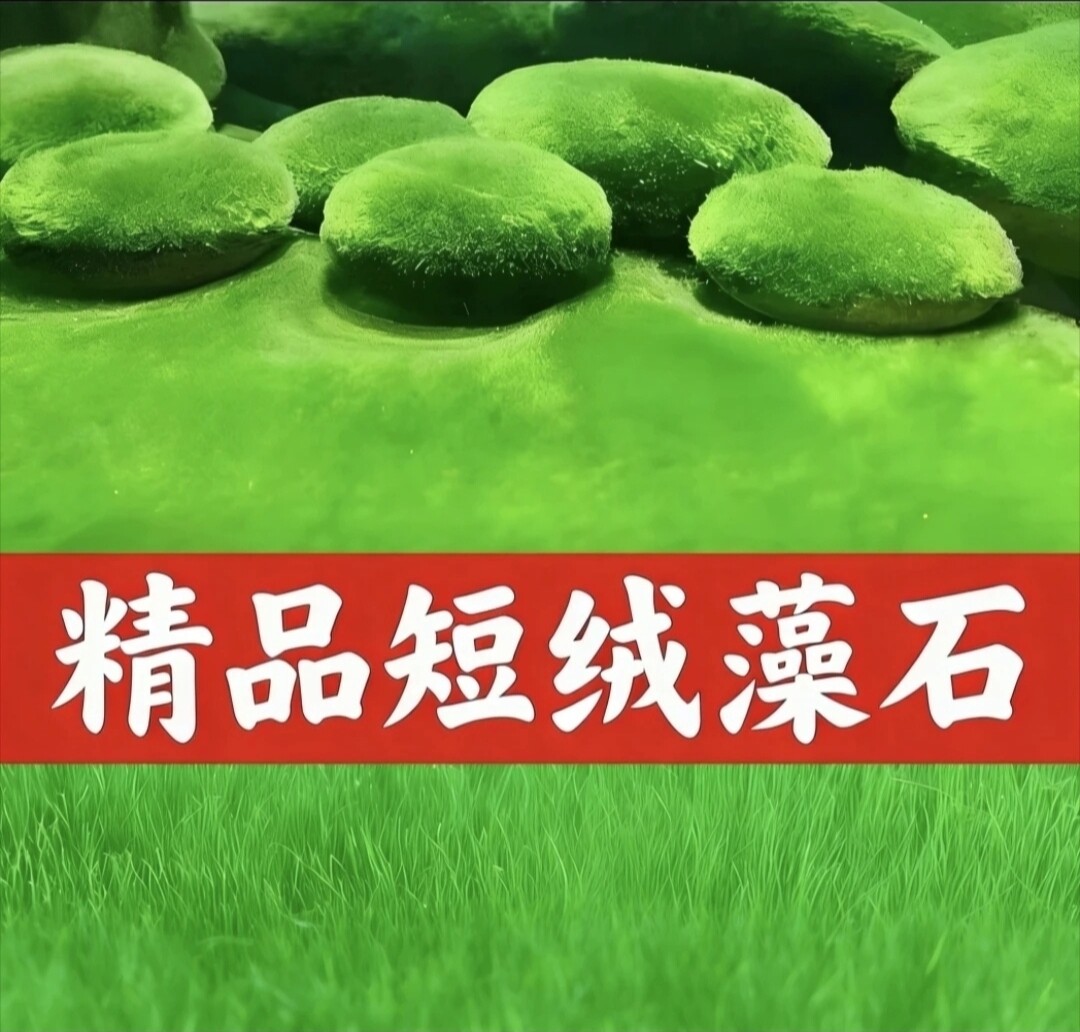 精品短绒藻石短绒藻石藻兰寿种水培水草造景绿毛龟水藻石鱼虾口粮