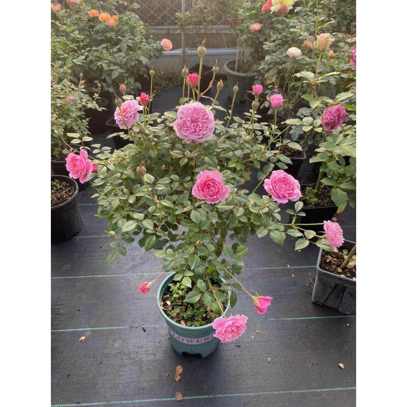 粉色矮杆棒棒糖阳台月季花苗香强树桩月花微月开勤树多