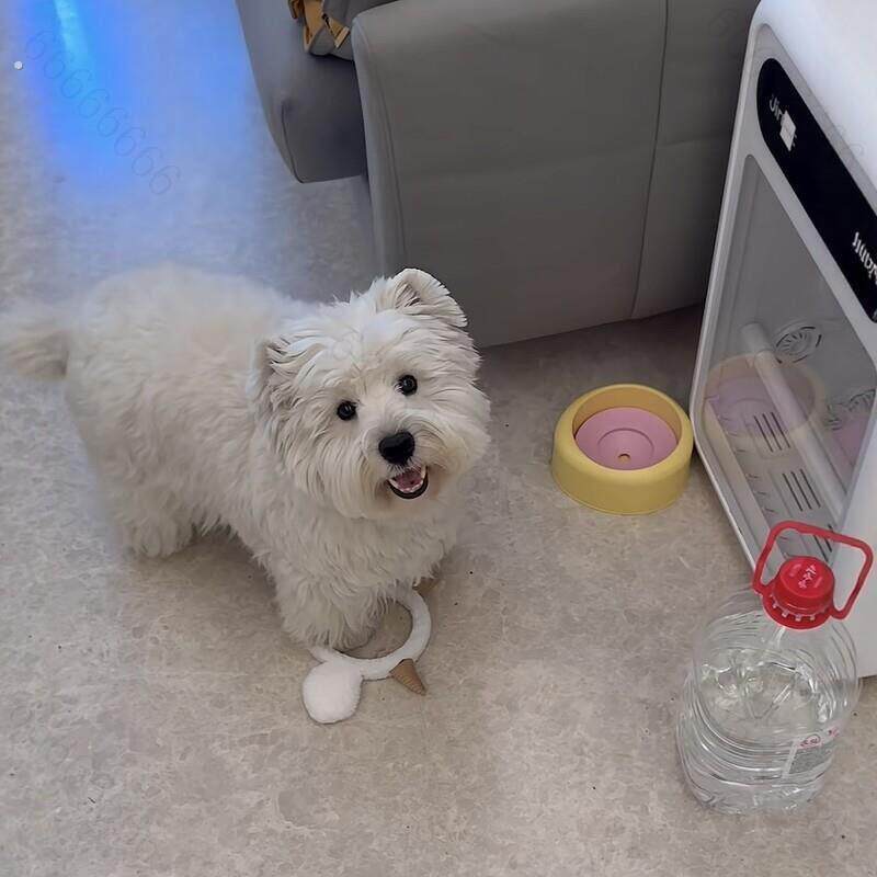羊角发箍宠物发饰创意可爱风狗狗氛围感装饰品头饰小型犬宠物饰品