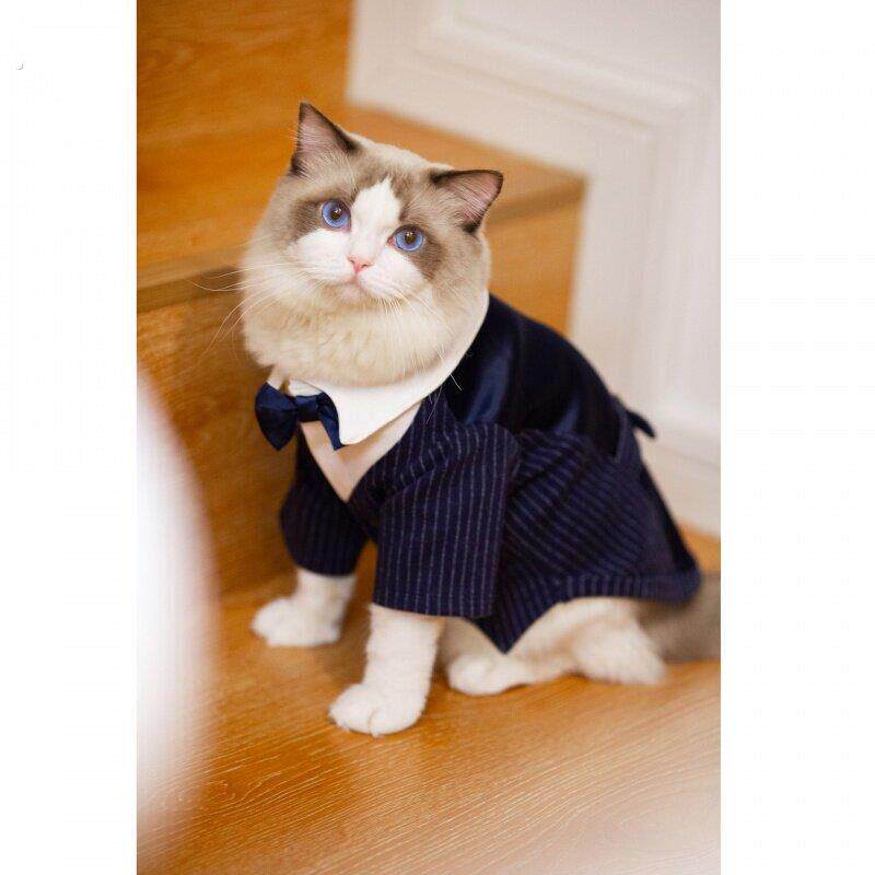 西装礼服猫咪绅士婚礼西服宠物泰迪结婚婚陪嫁狗狗帅气衣服春夏季