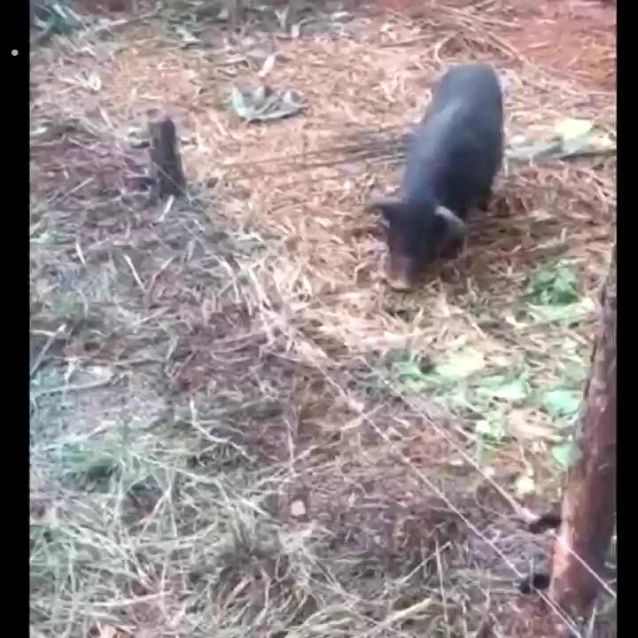 电子围栏防野猪养牛养羊畜牧专用防狼养殖智能高压脉冲电网系统