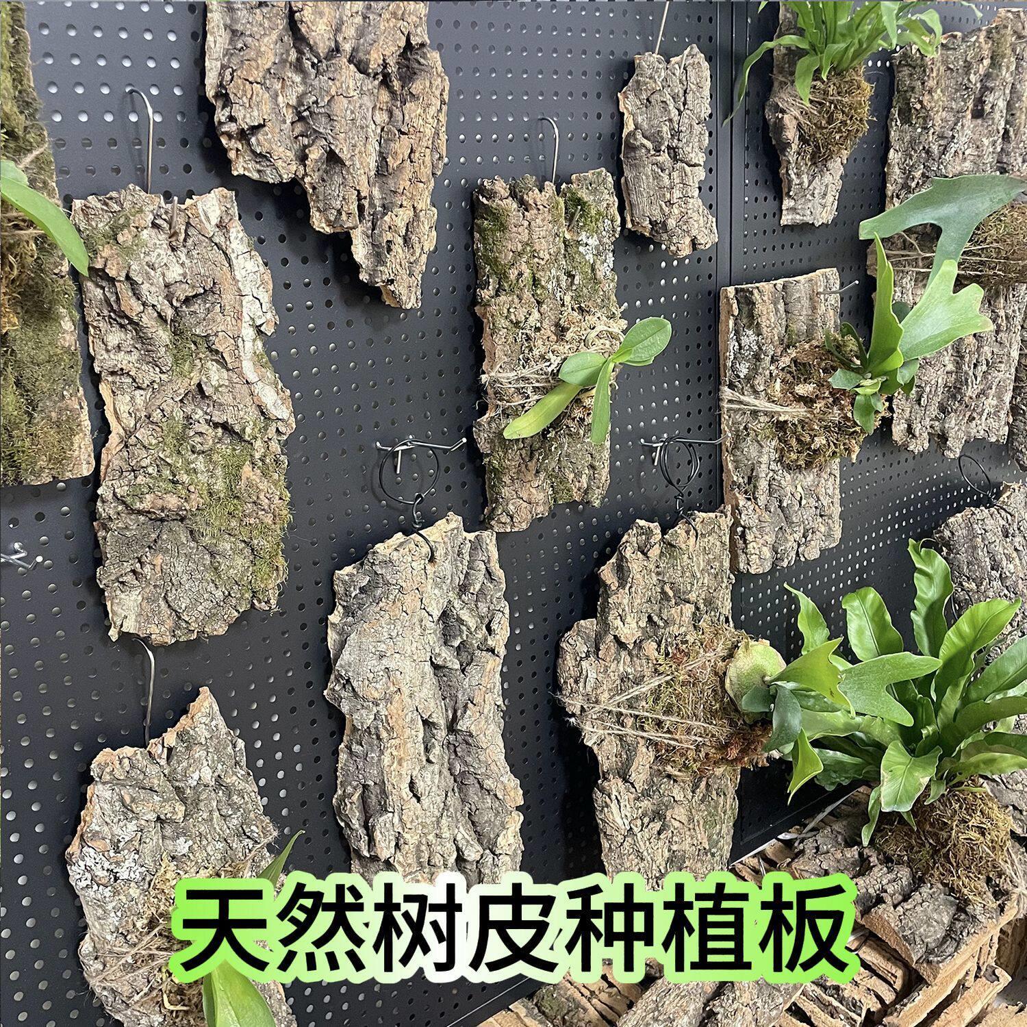 树皮种植板国产软木香槟真橡树皮鹿角蕨蝴蝶兰石斛种植板子