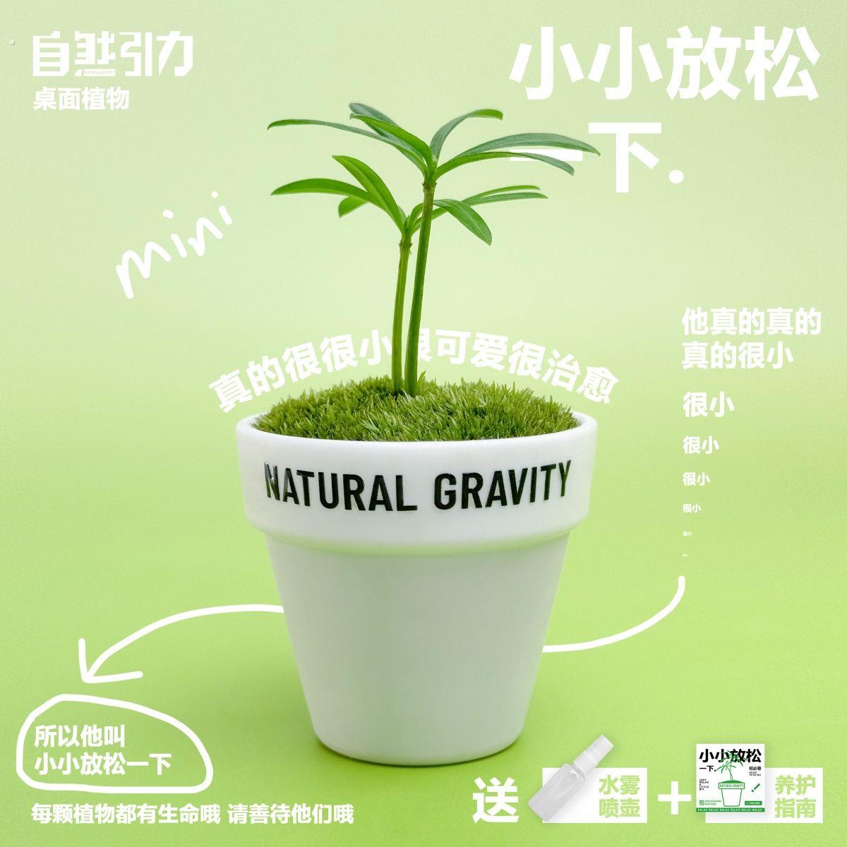自然引力-小小放松一下 办公室桌面微景观迷你小绿植创意可爱礼物