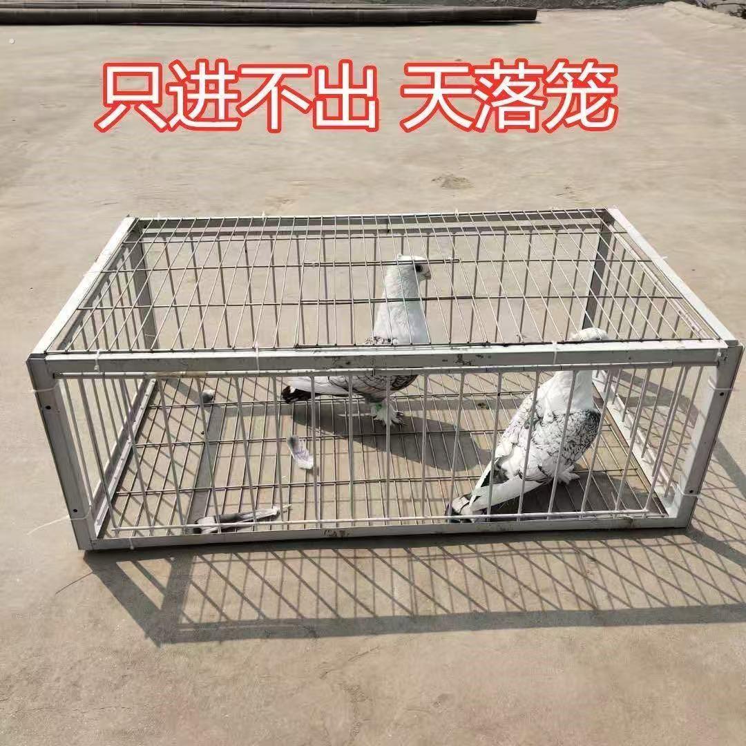 新款天落笼鸽子笼只进不出撞门活络门全自动加密铁笼户外诱捕图片