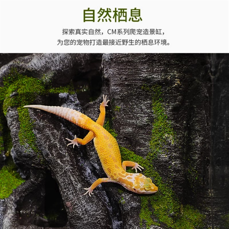 雨林爬宠玻璃缸饲养蛇守宫蜥蜴角蛙蝎龟蜘蛛树陆栖生态装饰造景箱