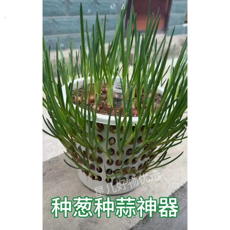 种葱种蒜神器大容量塑料镂空篓无盖种一次吃不完