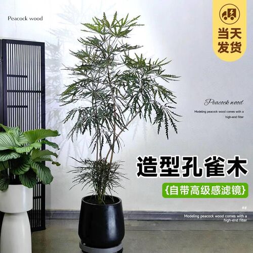 孔雀木盆栽绿植高级感客厅大型办公室内好养落地观叶植物四季常青