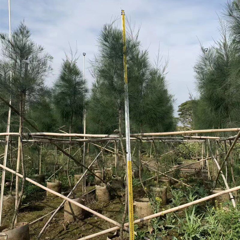 木麻黄树苗 马尾松树苗 短枝木麻黄树苗  驳骨树苗 绿化工程苗