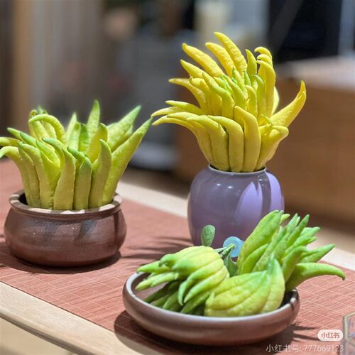 【带枝水养】现摘佛手柑新鲜佛手果观赏闻香插花水培清供车载香薰