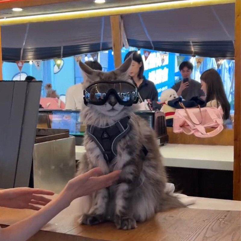 缅因猫饰品公猫帅气头饰拍照猫咪眼镜宠物用品狗狗防风护目太阳眼