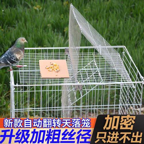 鸽子天落笼户外阳台楼顶收鸽笼养殖场菜地自动祇进不出防锈鸽子笼
