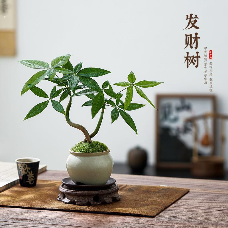 发财树小盆栽植物室内客厅绿植摆件四季常青办公桌面好养净化空气