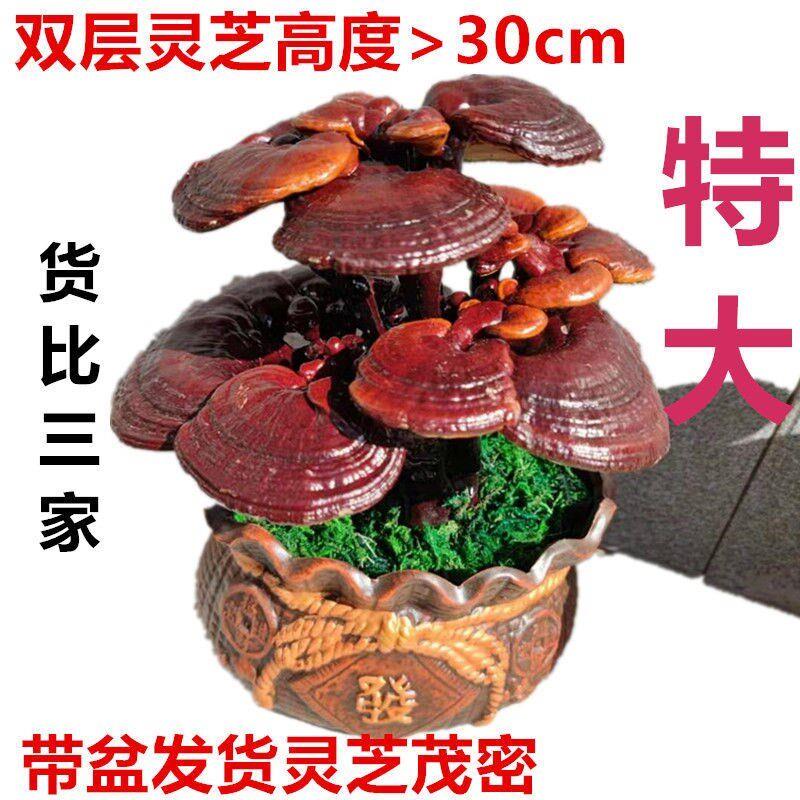 活灵芝盆栽灵芝盆景摆件真灵芝盆景书桌摆件轻奢高档桌面灵芝礼品