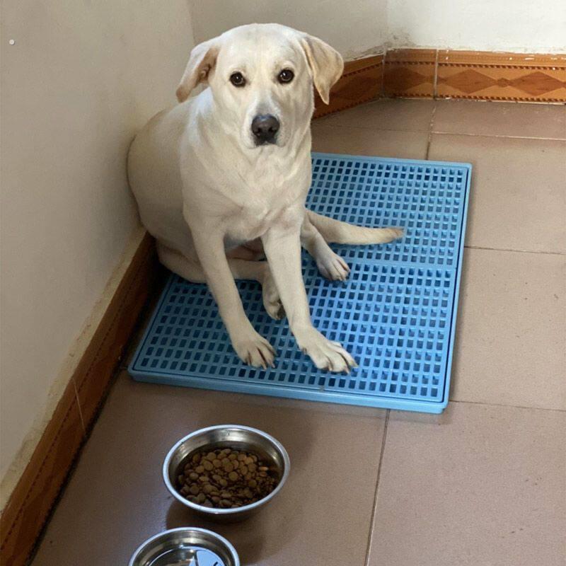狗厕所大型训犬师推荐小型犬防踩屎猫控砂家用狗尿便盆阿拉斯加