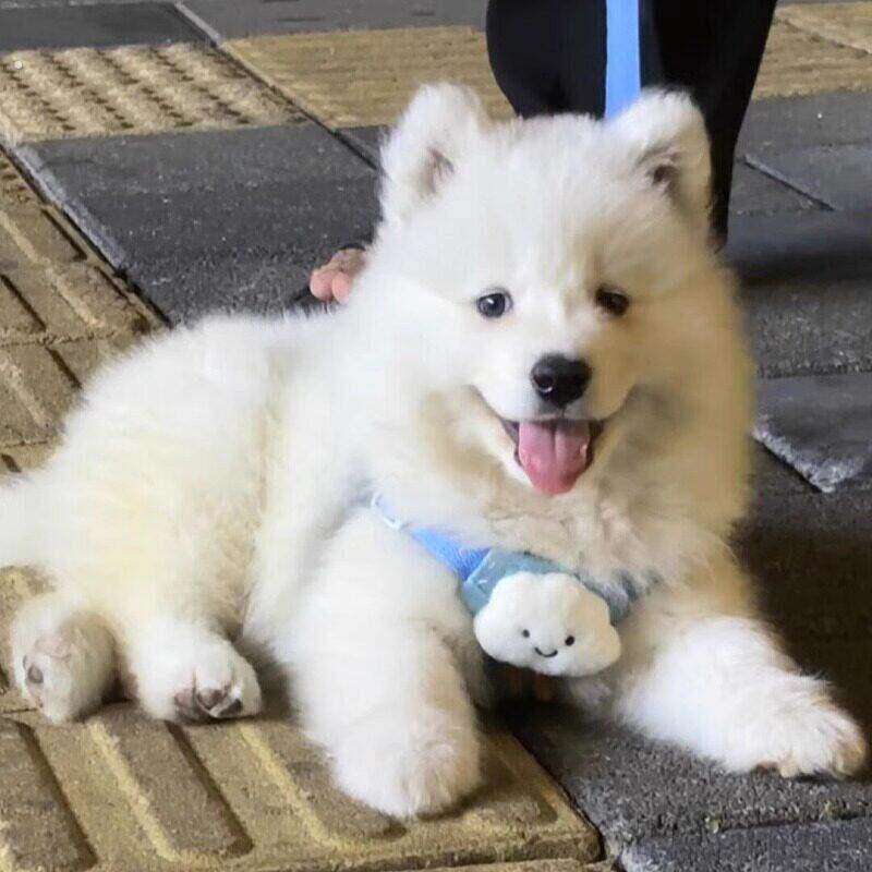 小萨摩耶幼犬专用小狗狗胸背牵引绳背心式两三个月遛狗绳子链子