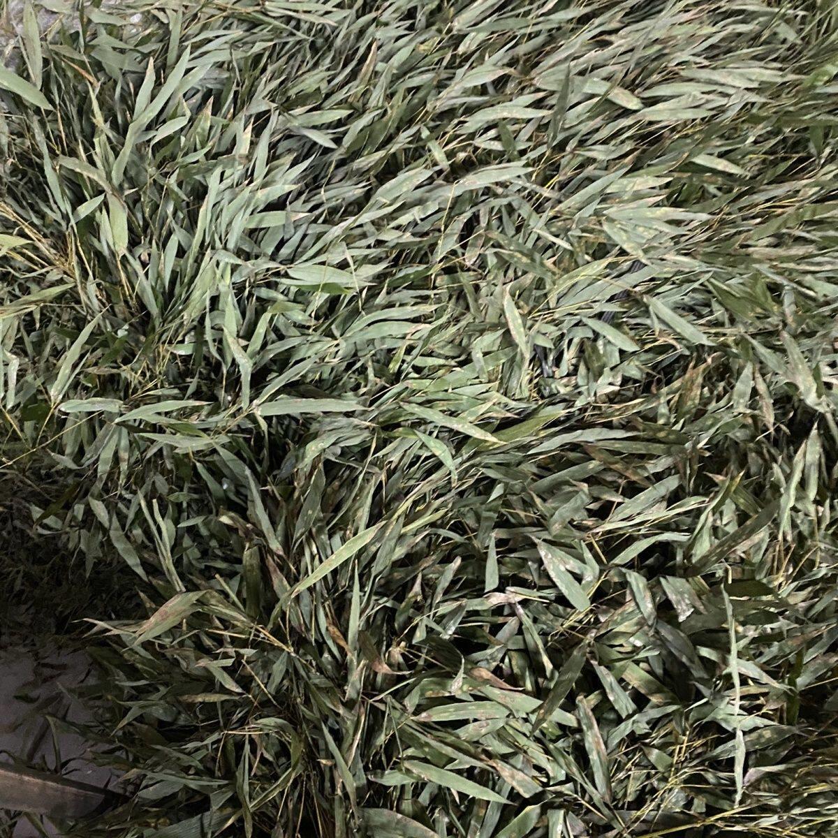 环卫竹叶扫把老式环卫庭院扫把头耐用竹枝扫把户外扫把环卫工人用