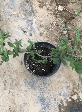 雪山上的日出荚蒾木绣球蝴蝶荚蒾粉色开花像落跑新娘结红色果