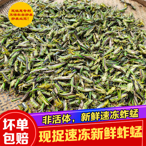 2025蚂蚱贵州现捉野生蚂蚱蚱蜢新鲜蚂蚱冰冻蚱蜢稻蝗虫250克装