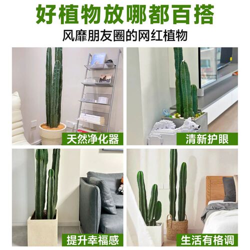 量天尺仙人柱绿植仙人掌盆栽室内客厅办公室落地大型多肉植物好养