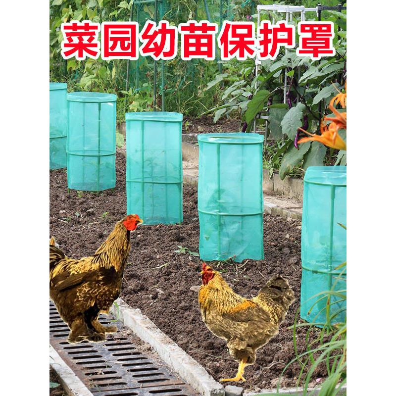 盖菜苗罩玻纤爬藤支架防护笼防虫害蜗牛防破坏防风园艺植物幼苗保