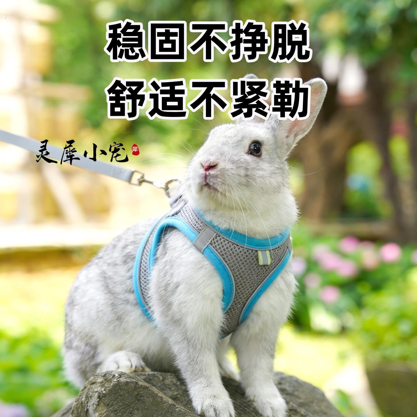 兔兔牵引绳遛兔绳荷兰猪侏儒兔外出宠物专用安全防挣脱兔兔子专用