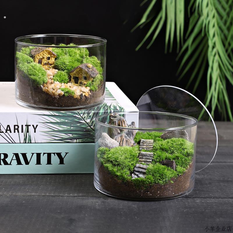12苔藓直筒瓶微景观生态瓶青苔创意植物办公室桌面减压小盆栽