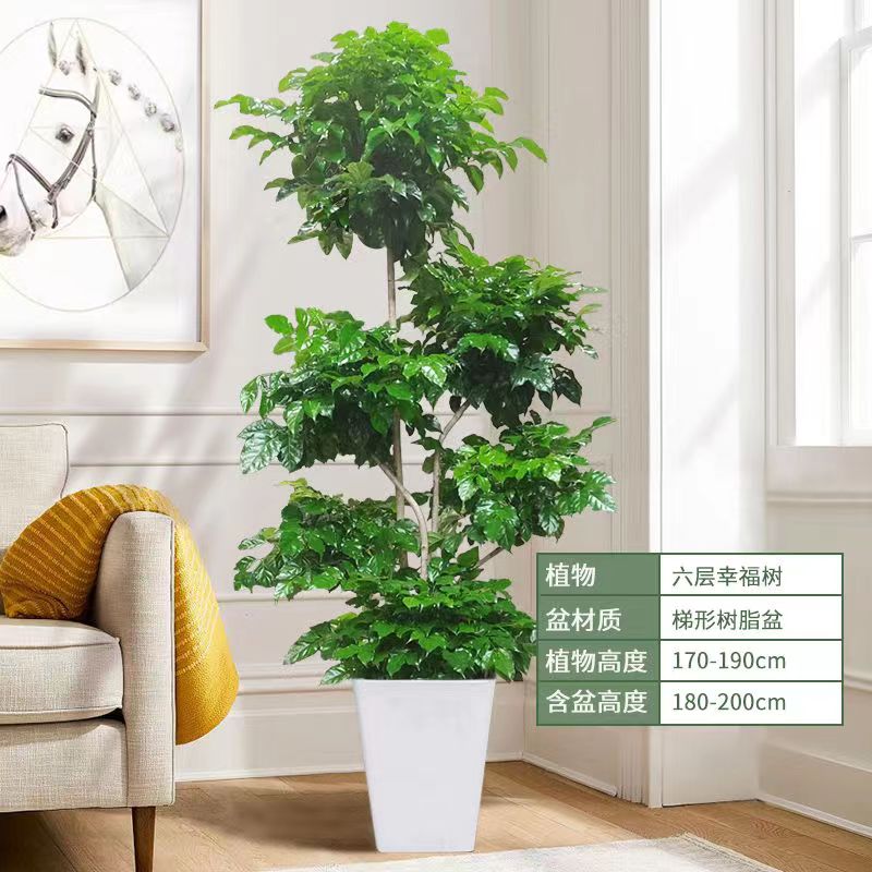 幸福树盆栽客厅好养绿植室内办公室多层绿宝大型植物平安树吸甲醛