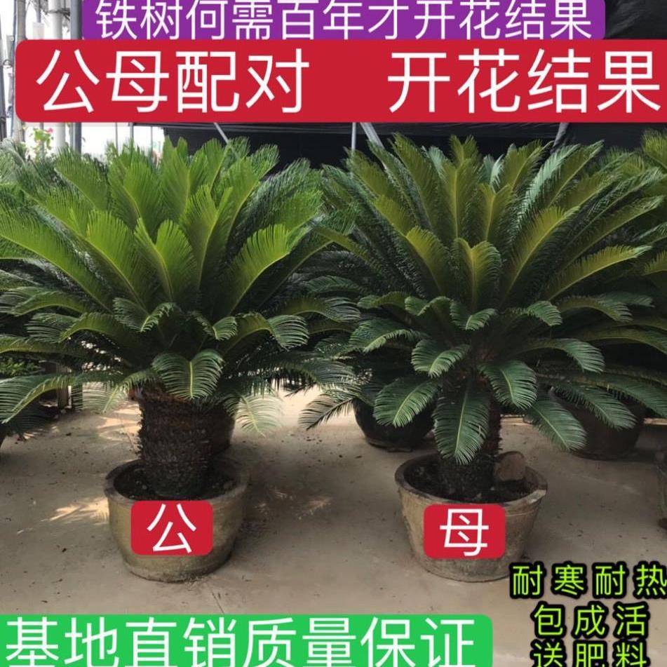 铁树植物室外大型铁树盆栽大型室内外庭院盆景耐寒耐热四季常青