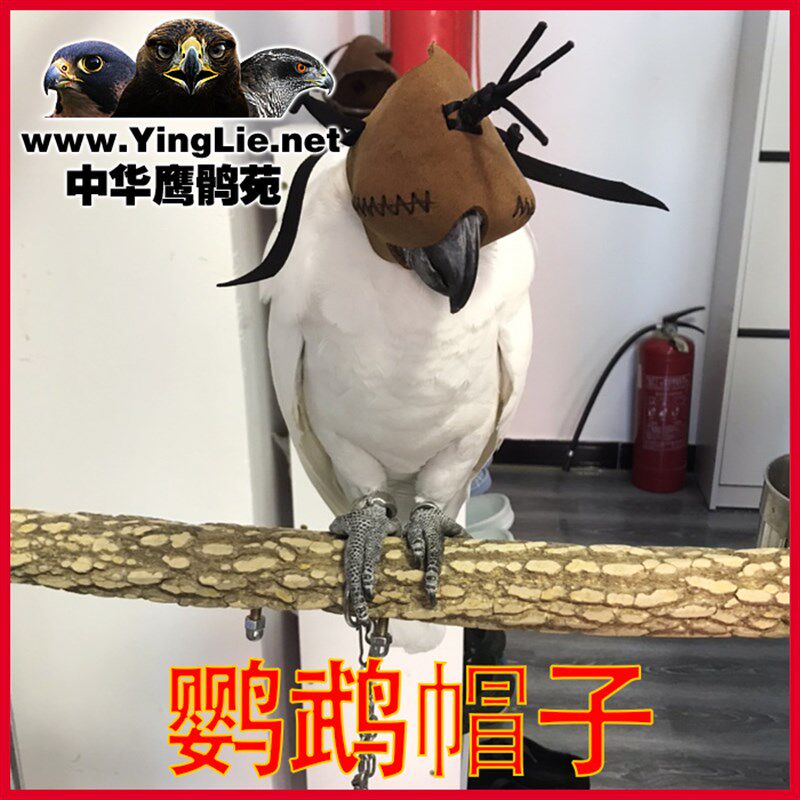鹦鹉用品 鹦鹉帽子 眼罩 头套 鹦鹉玩具用具 吊环秋千中站杠站架