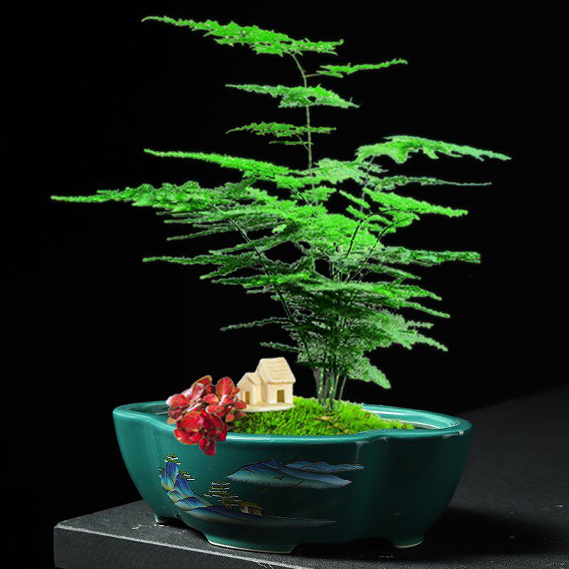 陶瓷花盆绿植盆栽盆景菖蒲紫砂桌面带托盘简约个性多肉长方形简约