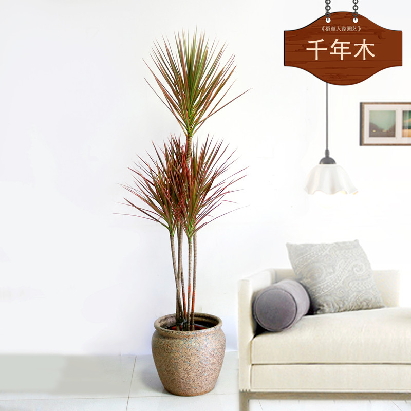 千年木七彩铁客厅大型盆栽马尾铁室内吸甲醛净化空气北欧风植物