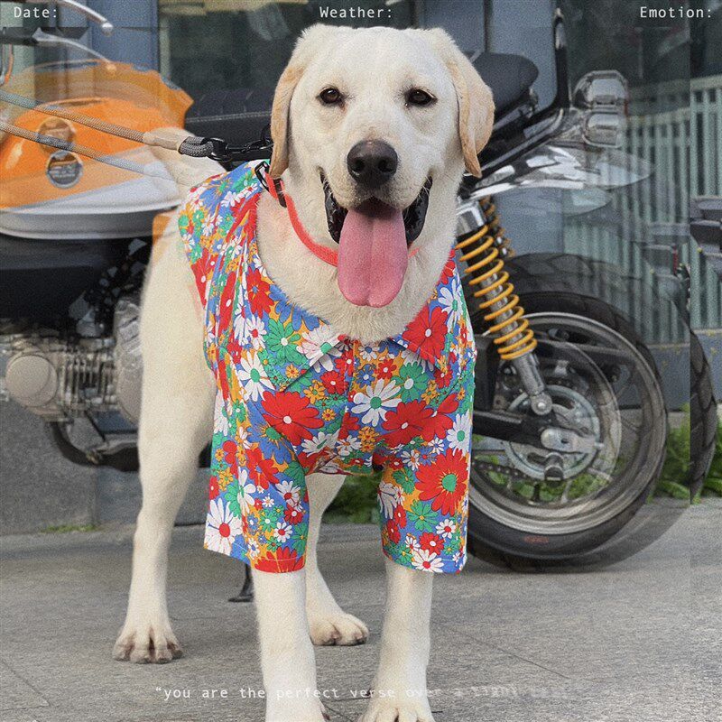 狗狗衬衫夏季薄款泰迪空调服猫咪防掉毛衣服大型犬拉布拉多衣服